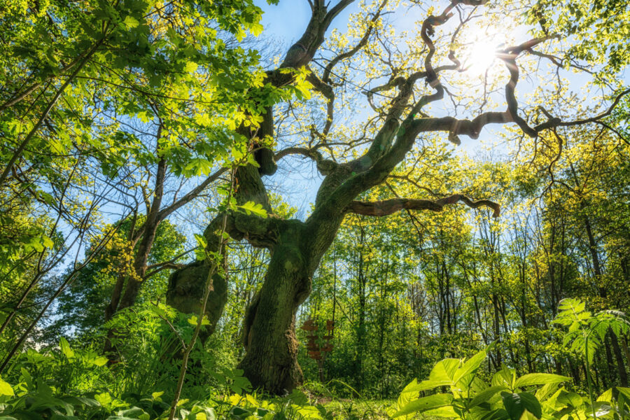 28-Betteleiche-im-Nationalpark-Hainich