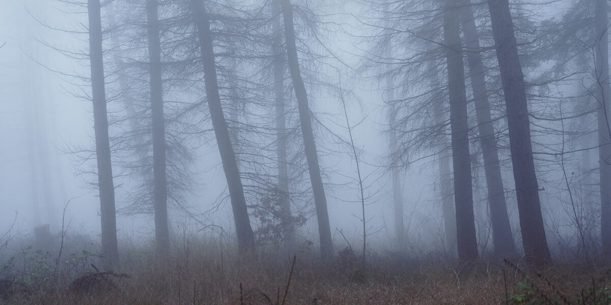 Nebel-Wald-Stille-Harz-5