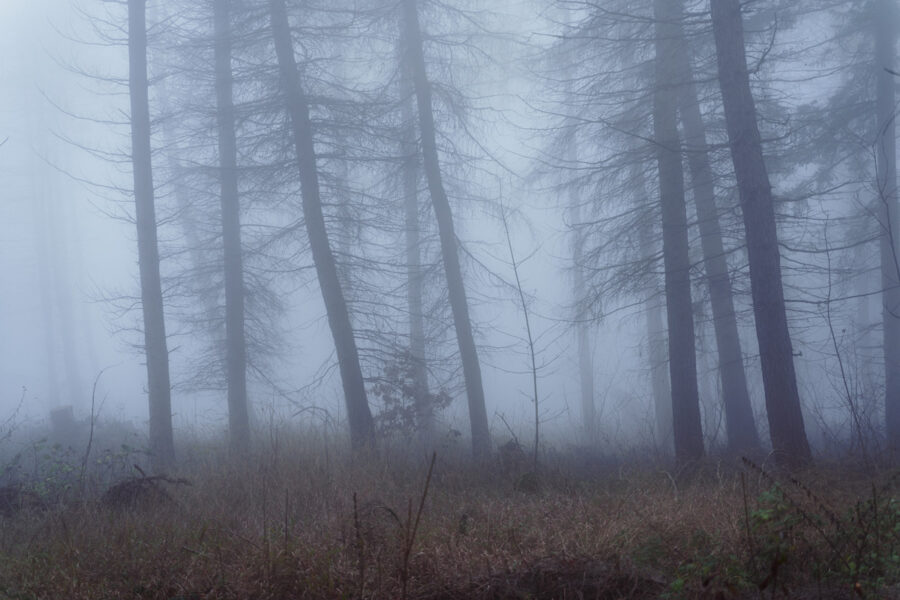 Nebel-Wald-Stille-Harz-5