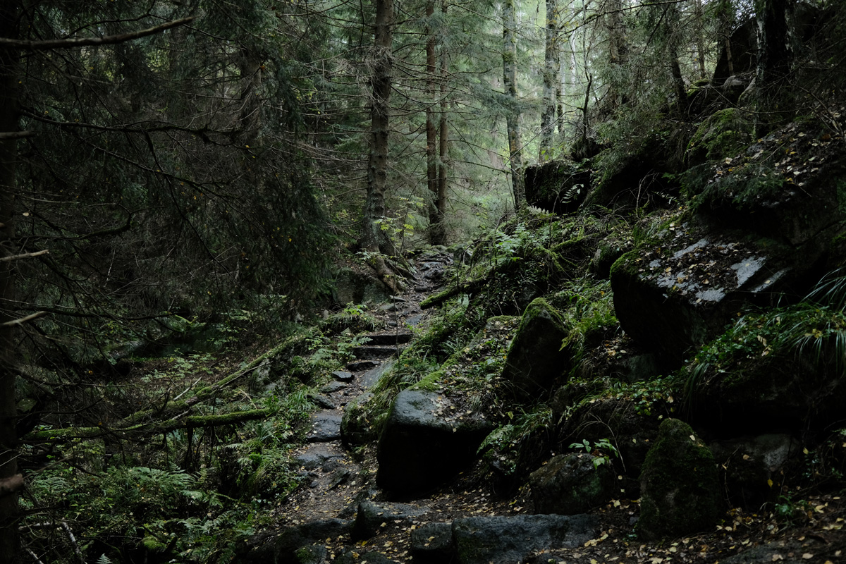 Aufstieg durch den dunklen Wald