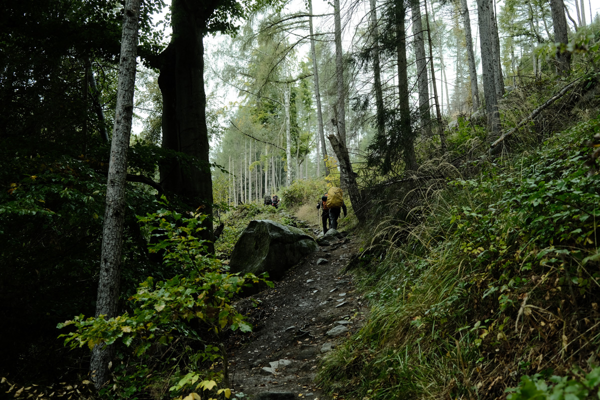 Fuji Filmsimulation Forest