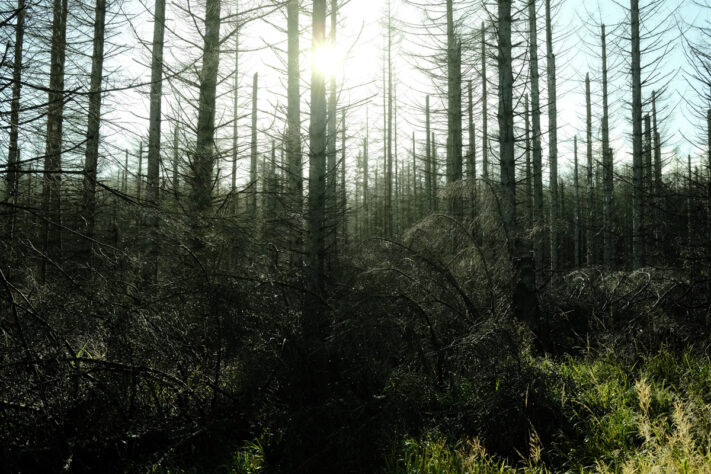 Sonnenschein im Harzer Wald