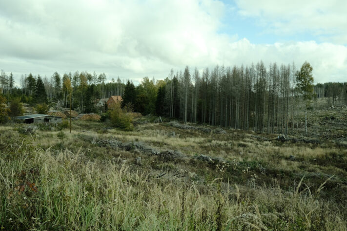 Harzlandschaft mit Fujifilm Rezept Wald