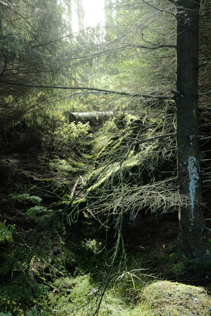 Magischer Wald aufgenommen mit Fuji x100v