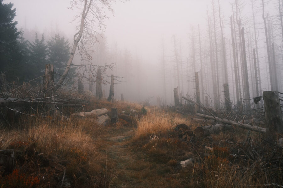 Nebelwald-Hüttenwanderung-2022
