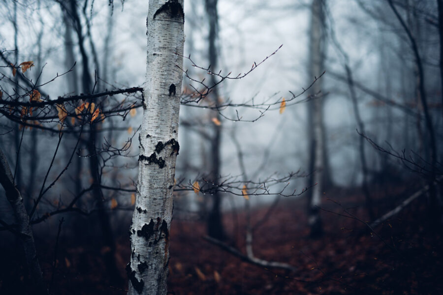 Beispielbilder-Voigtländer-Nokton-40mm-Sony-e-mount