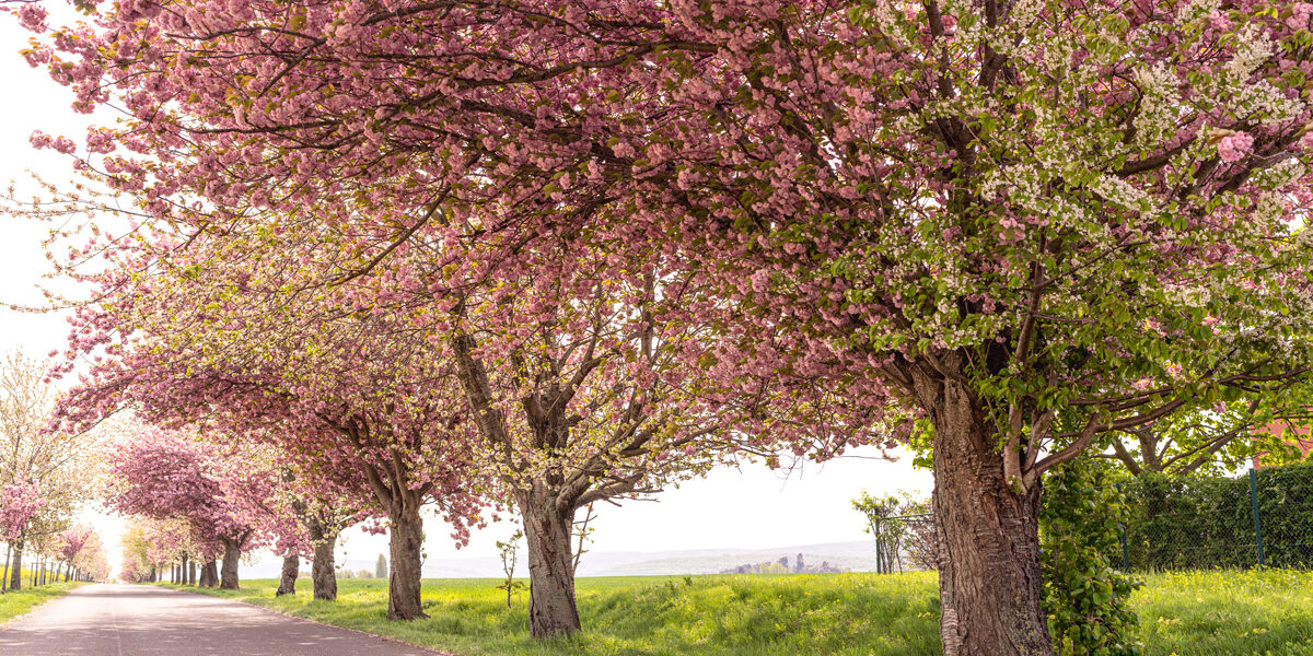 Kirschblüte-Harz-Warnstedt