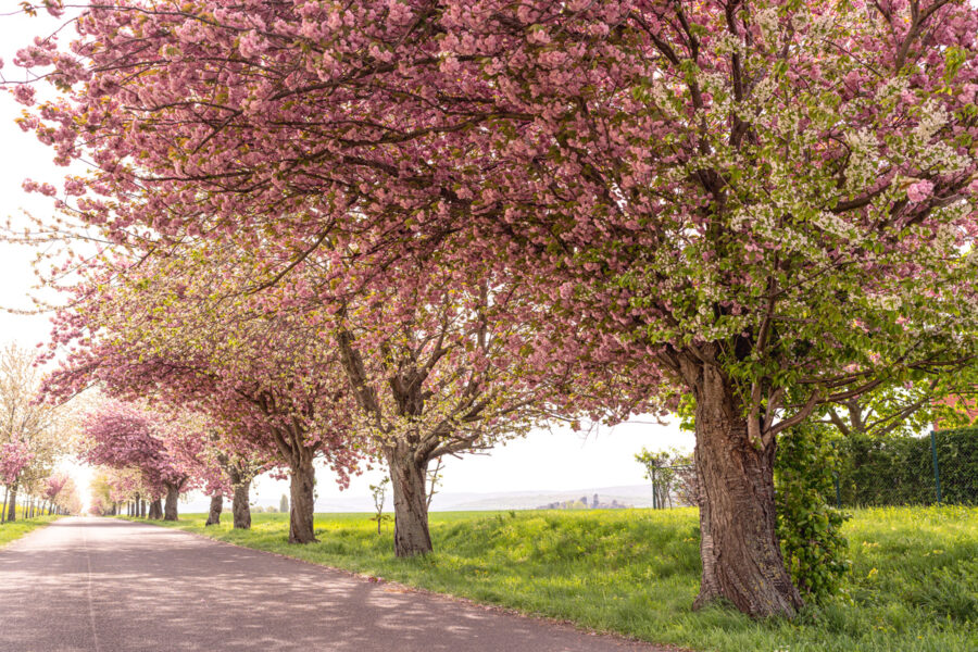 Kirschblüte-Harz-Warnstedt