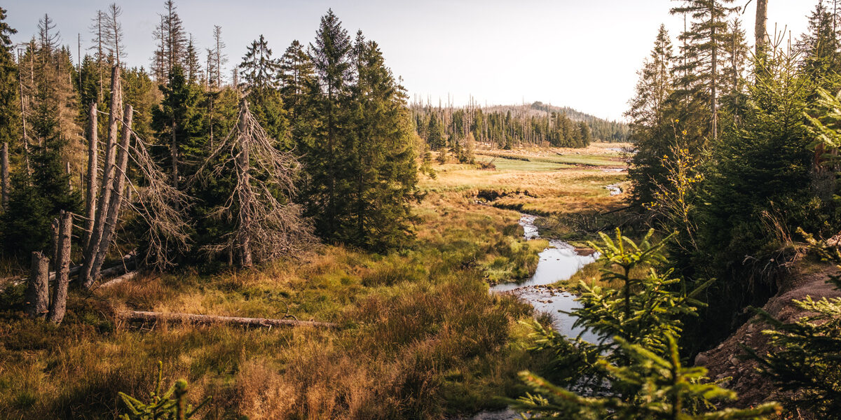 Harzlandschaft-am-herbstlichen-Oderteich