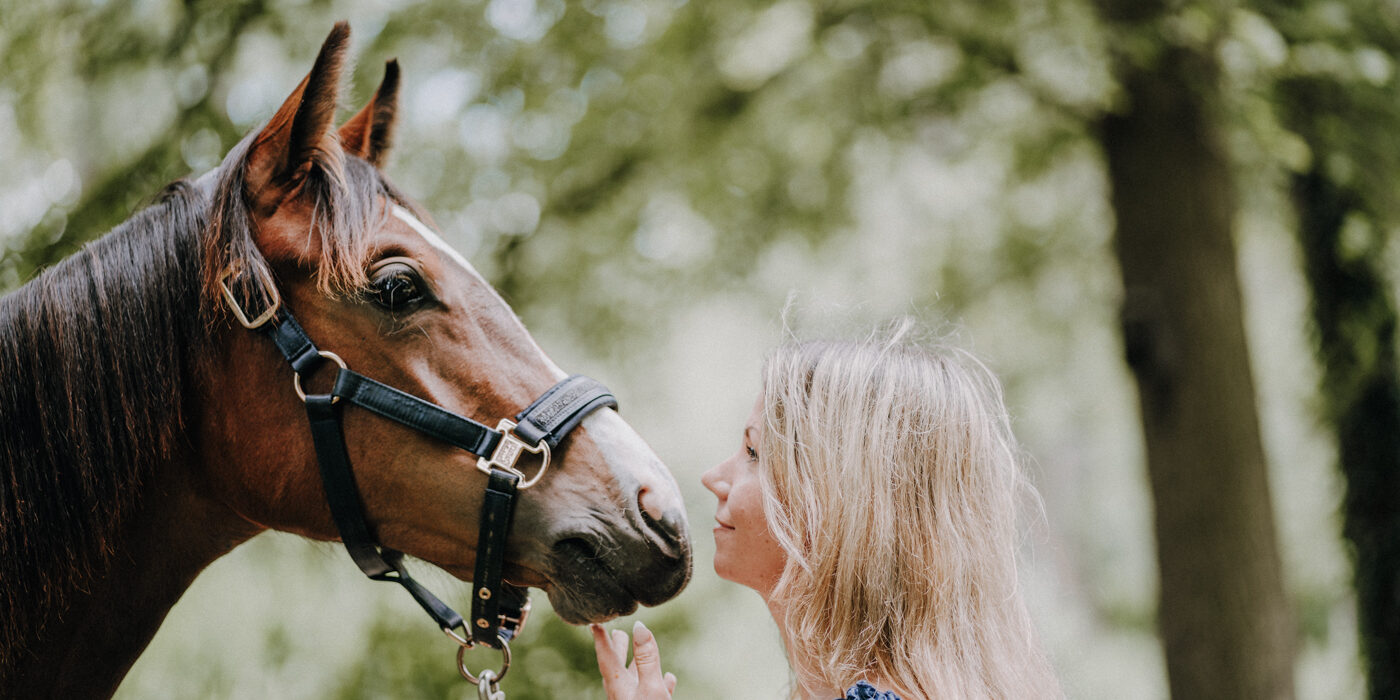 Tierfotografie Pferde Harz